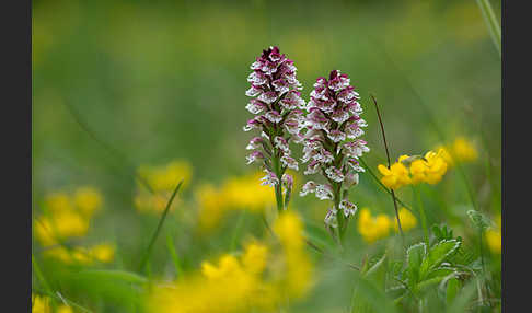 Brand-Knabenkraut (Orchis ustulata)