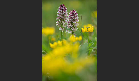 Brand-Knabenkraut (Orchis ustulata)