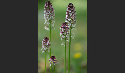 Brand-Knabenkraut (Orchis ustulata)