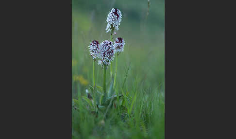 Brand-Knabenkraut (Orchis ustulata)