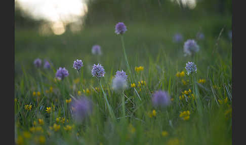 Dreizähniges Knabenkraut (Orchis tridentata)