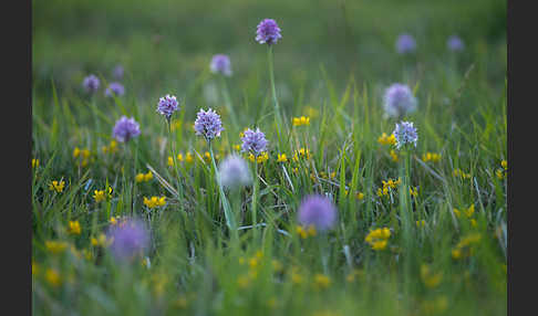 Dreizähniges Knabenkraut (Orchis tridentata)