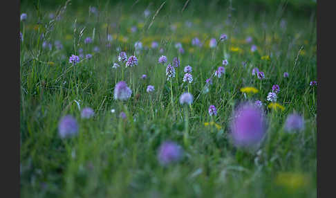 Dreizähniges Knabenkraut (Orchis tridentata)