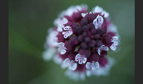 Brand-Knabenkraut (Orchis ustulata)