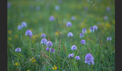 Dreizähniges Knabenkraut (Orchis tridentata)