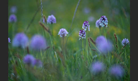 Dreizähniges Knabenkraut x Brand-Knabenkraut (Orchis dietrichiana)