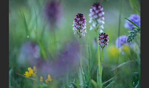 Brand-Knabenkraut (Orchis ustulata)