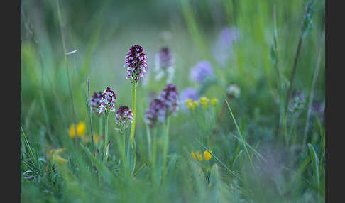 Brand-Knabenkraut (Orchis ustulata)