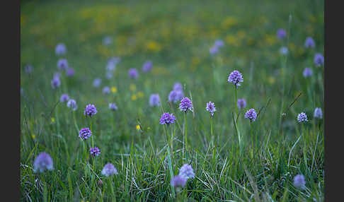 Dreizähniges Knabenkraut (Orchis tridentata)