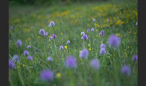 Dreizähniges Knabenkraut (Orchis tridentata)