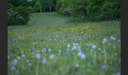 Dreizähniges Knabenkraut (Orchis tridentata)