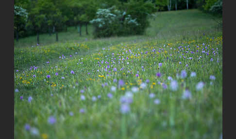 Dreizähniges Knabenkraut (Orchis tridentata)