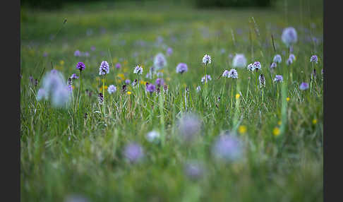 Dreizähniges Knabenkraut (Orchis tridentata)