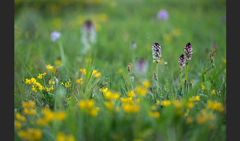 Brand-Knabenkraut (Orchis ustulata)