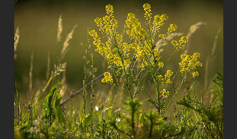 Acker-Senf (Sinapis arvensis)