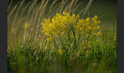 Acker-Senf (Sinapis arvensis)