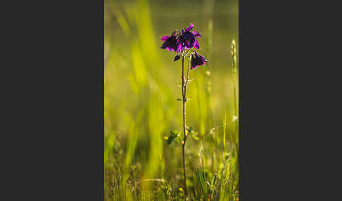 Gemeine Akelei (Aquilegia vulgaris)