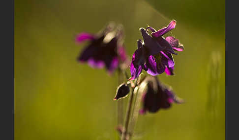 Gemeine Akelei (Aquilegia vulgaris)