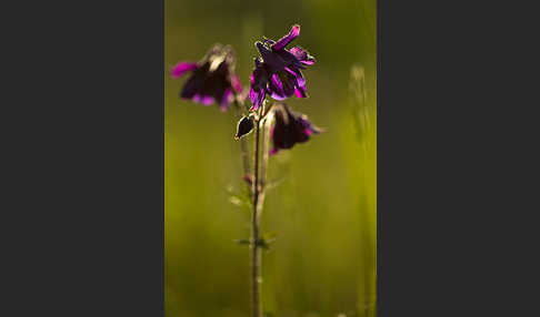 Gemeine Akelei (Aquilegia vulgaris)