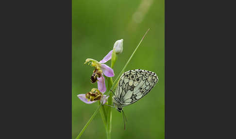 Schachbrett (Melanargia galathea)