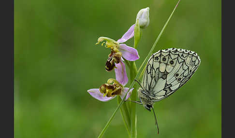 Schachbrett (Melanargia galathea)