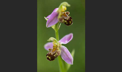 Bienen-Ragwurz (Ophrys apifera)