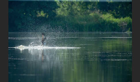 Fischadler (Pandion haliaetus)