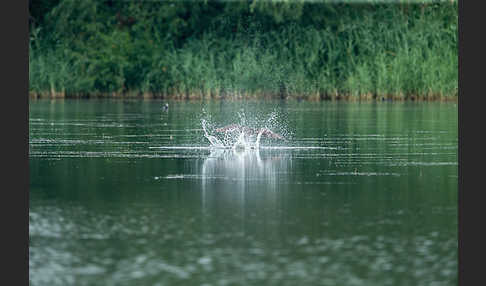 Fischadler (Pandion haliaetus)