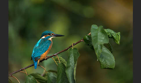 Eisvogel (Alcedo atthis)