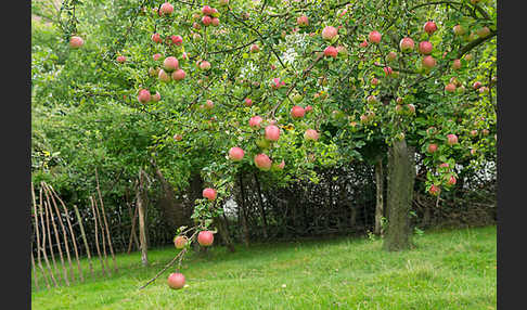 Streuobstwiese (meadow orchard)