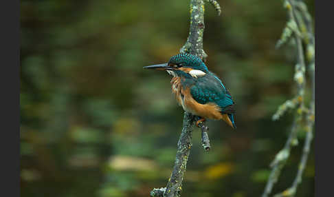 Eisvogel (Alcedo atthis)