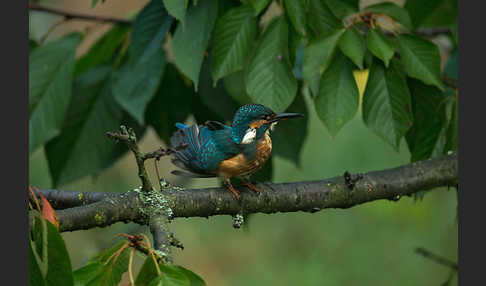 Eisvogel (Alcedo atthis)