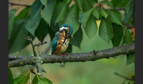 Eisvogel (Alcedo atthis)