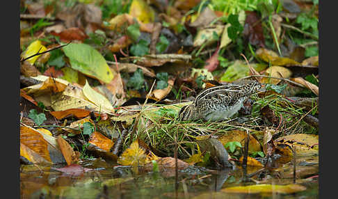 Bekassine (Gallinago gallinago)