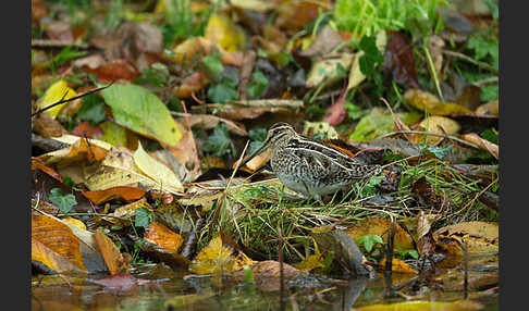 Bekassine (Gallinago gallinago)