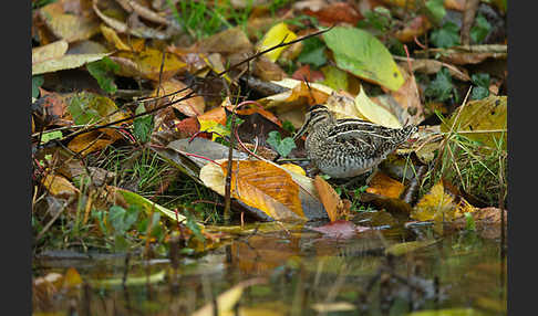 Bekassine (Gallinago gallinago)