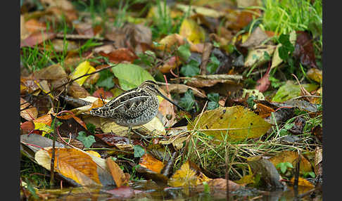 Bekassine (Gallinago gallinago)