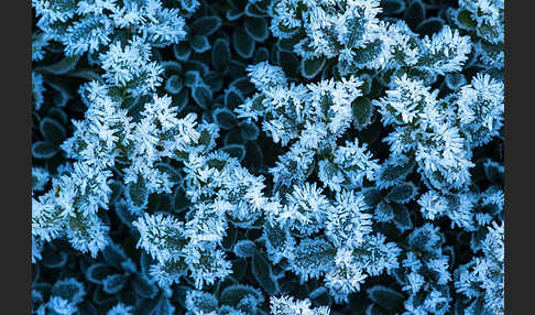 Buchsbaum (Buxus sempervirens)