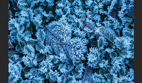 Buchsbaum (Buxus sempervirens)