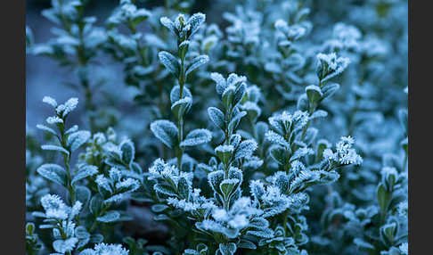 Buchsbaum (Buxus sempervirens)