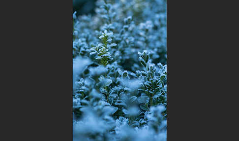 Buchsbaum (Buxus sempervirens)