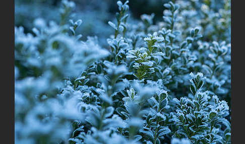 Buchsbaum (Buxus sempervirens)