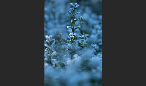 Buchsbaum (Buxus sempervirens)