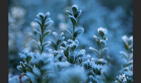 Buchsbaum (Buxus sempervirens)