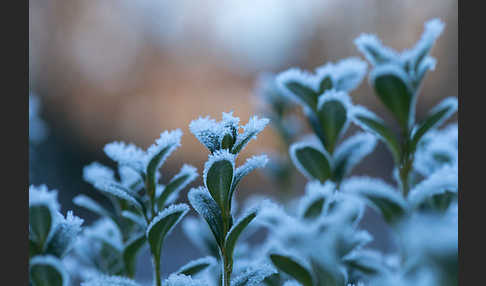 Buchsbaum (Buxus sempervirens)