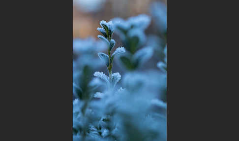 Buchsbaum (Buxus sempervirens)