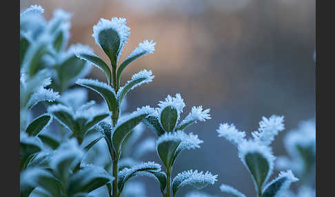 Buchsbaum (Buxus sempervirens)