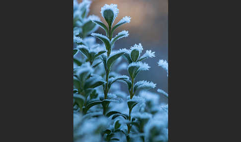 Buchsbaum (Buxus sempervirens)