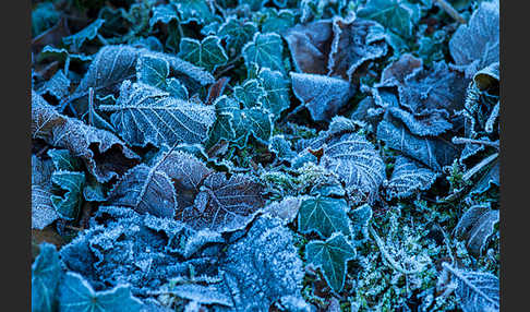 Efeu (Hedera helix)