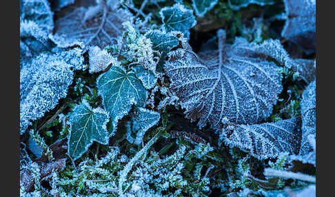 Efeu (Hedera helix)